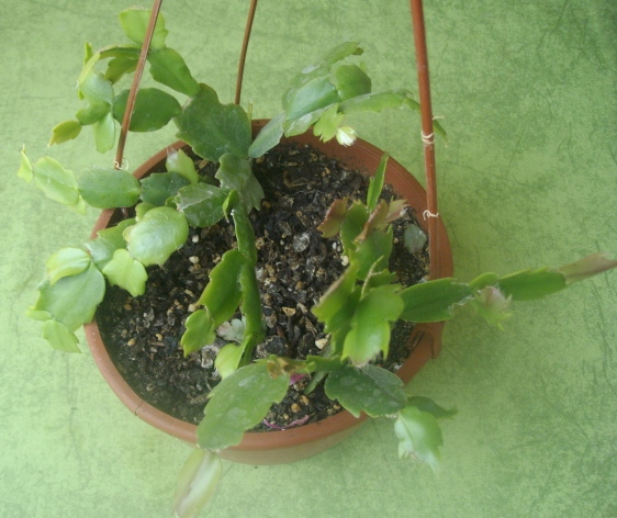 [Foto de planta, jardin, jardineria]