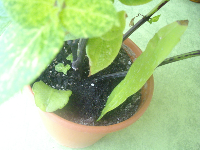 [Foto de planta, jardin, jardineria]