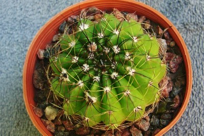 [Foto de planta, jardin, jardineria]