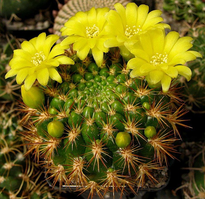 [Foto de planta, jardin, jardineria]