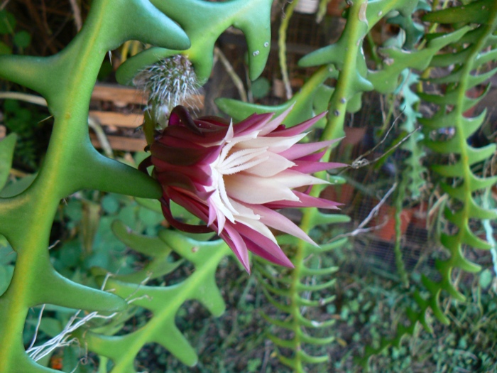 [Foto de planta, jardin, jardineria]