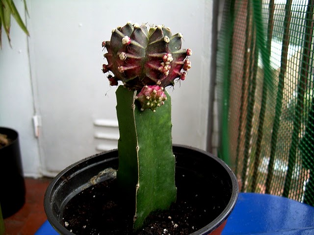 [Foto de planta, jardin, jardineria]