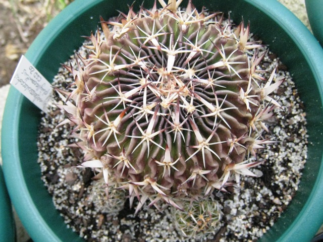 [Foto de planta, jardin, jardineria]
