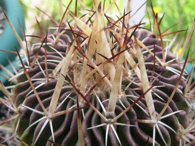 [Foto de planta, jardin, jardineria]