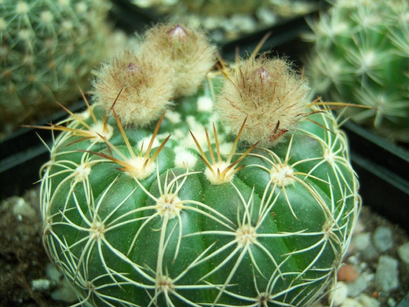 [Foto de planta, jardin, jardineria]