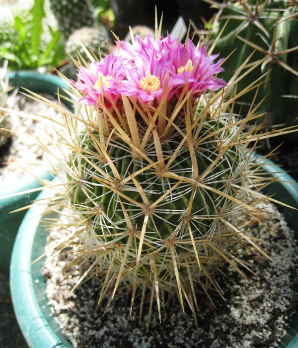 [Foto de planta, jardin, jardineria]