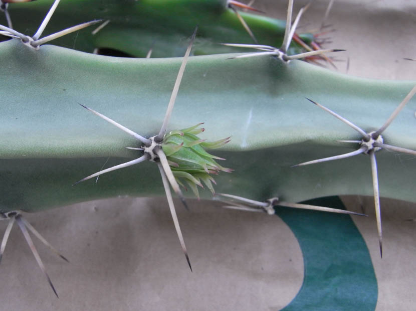 [Foto de planta, jardin, jardineria]