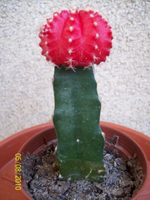 [Foto de planta, jardin, jardineria]