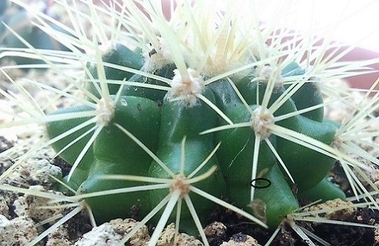 [Foto de planta, jardin, jardineria]
