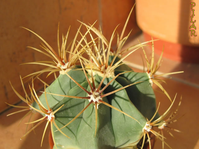 [Foto de planta, jardin, jardineria]
