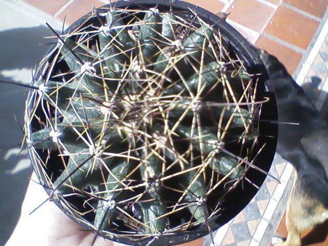 [Foto de planta, jardin, jardineria]