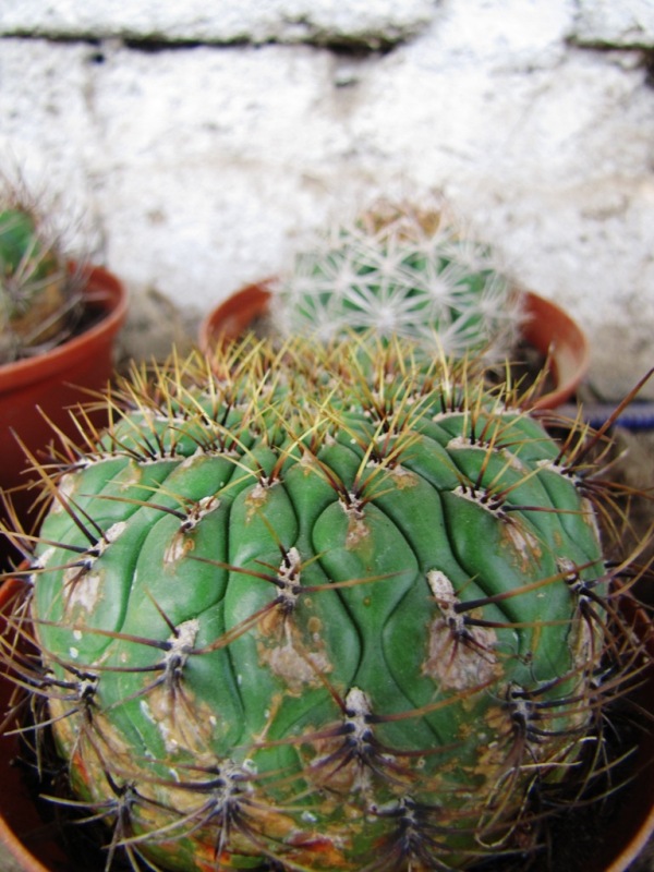 [Foto de planta, jardin, jardineria]