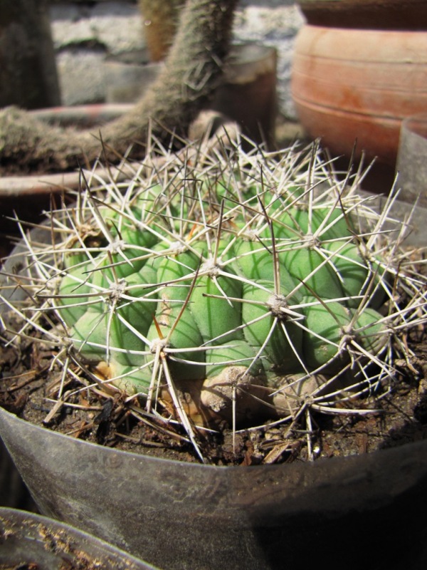 [Foto de planta, jardin, jardineria]