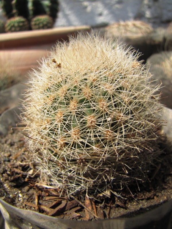 [Foto de planta, jardin, jardineria]