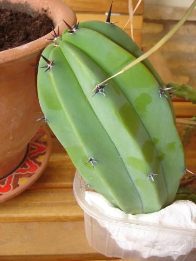 [Foto de planta, jardin, jardineria]