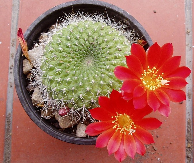 [Foto de planta, jardin, jardineria]