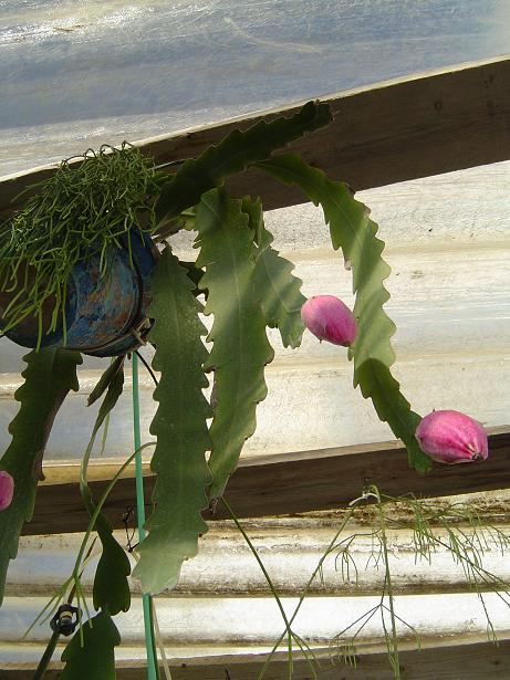 [Foto de planta, jardin, jardineria]