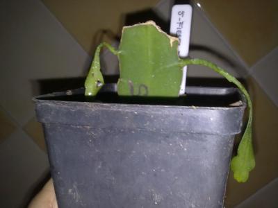 [Foto de planta, jardin, jardineria]