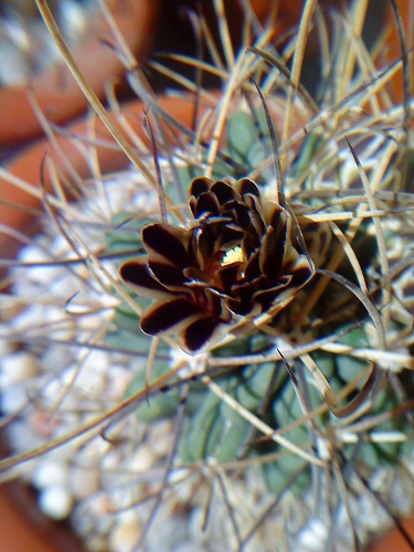 [Foto de planta, jardin, jardineria]