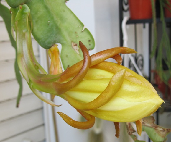 [Foto de planta, jardin, jardineria]