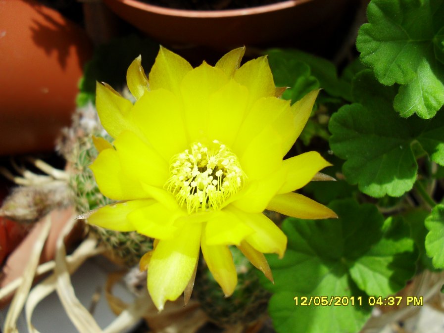 [Foto de planta, jardin, jardineria]