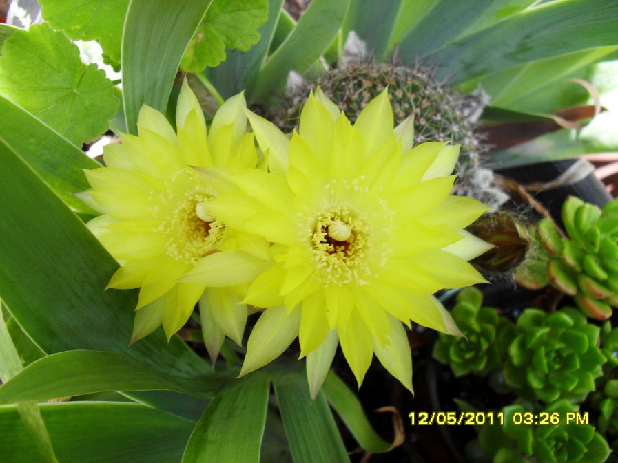 [Foto de planta, jardin, jardineria]