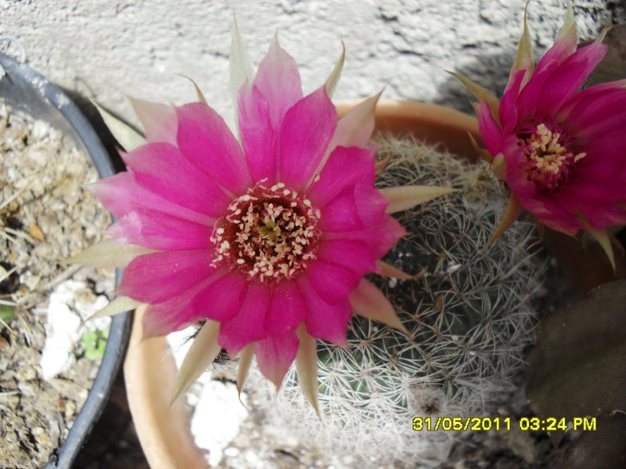 [Foto de planta, jardin, jardineria]