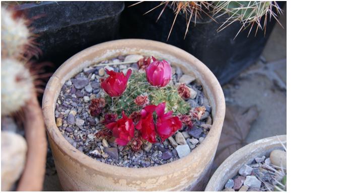 [Foto de planta, jardin, jardineria]