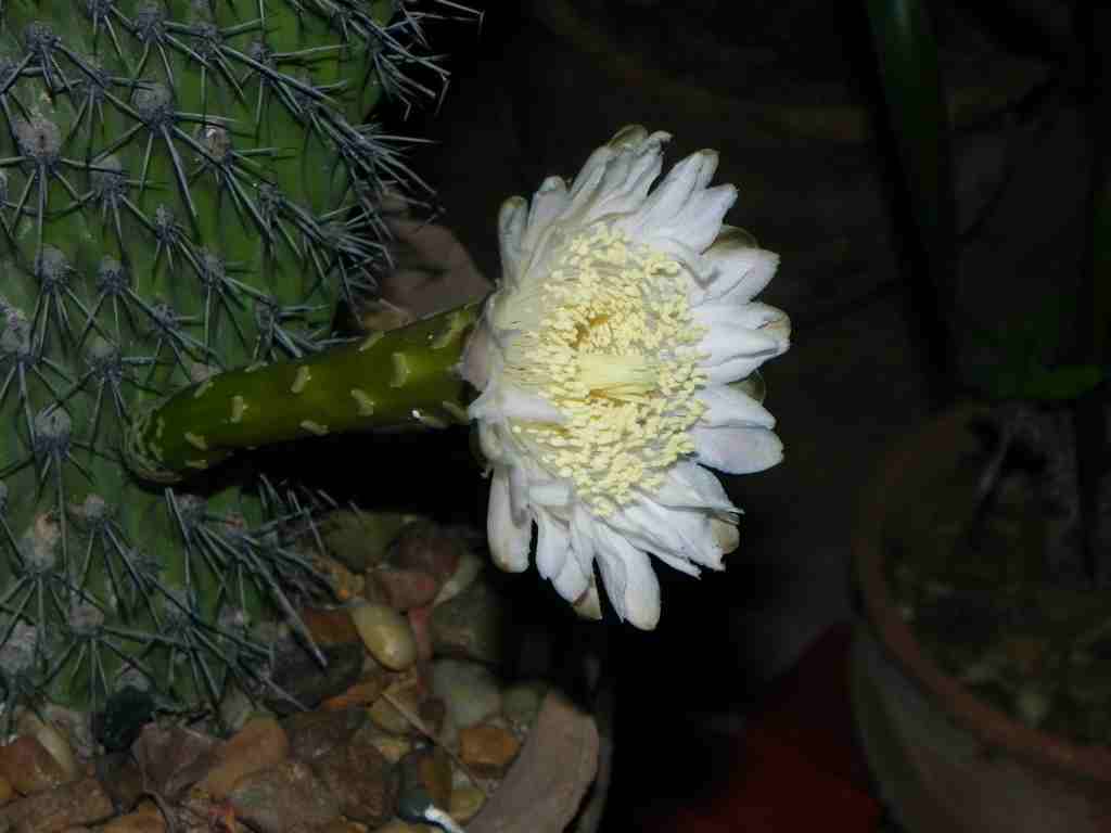 [Foto de planta, jardin, jardineria]