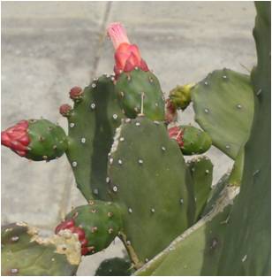 [Foto de planta, jardin, jardineria]