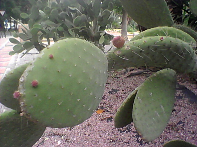 [Foto de planta, jardin, jardineria]