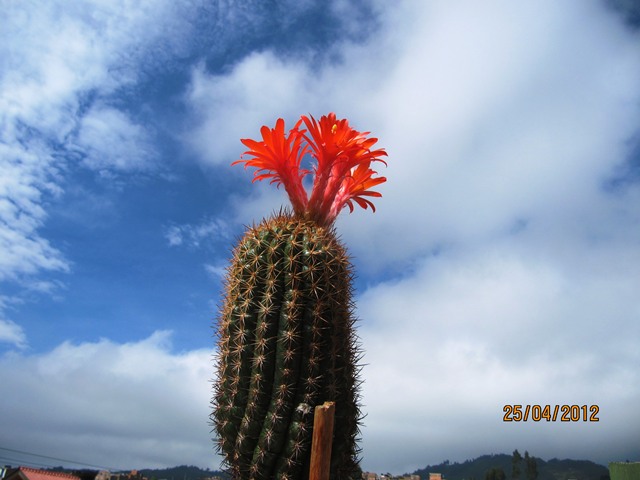 [Foto de planta, jardin, jardineria]