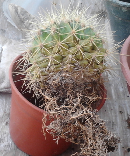 [Foto de planta, jardin, jardineria]
