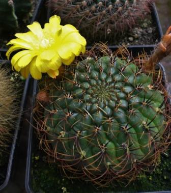 [Foto de planta, jardin, jardineria]