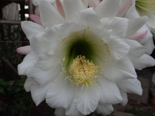 [Foto de planta, jardin, jardineria]