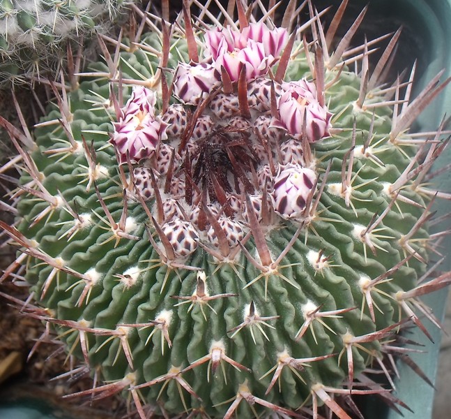 [Foto de planta, jardin, jardineria]