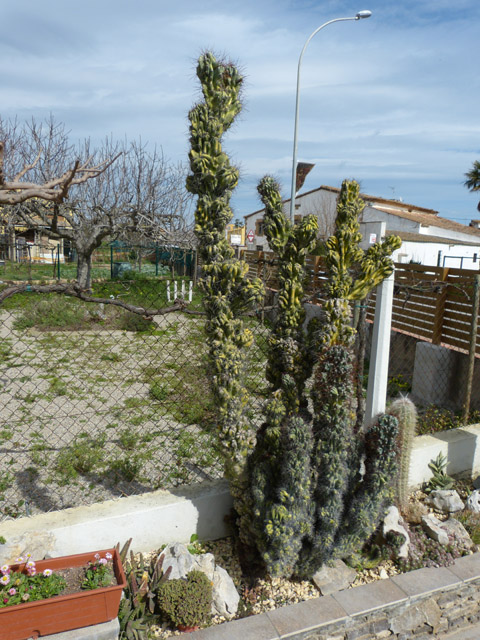 [Foto de planta, jardin, jardineria]