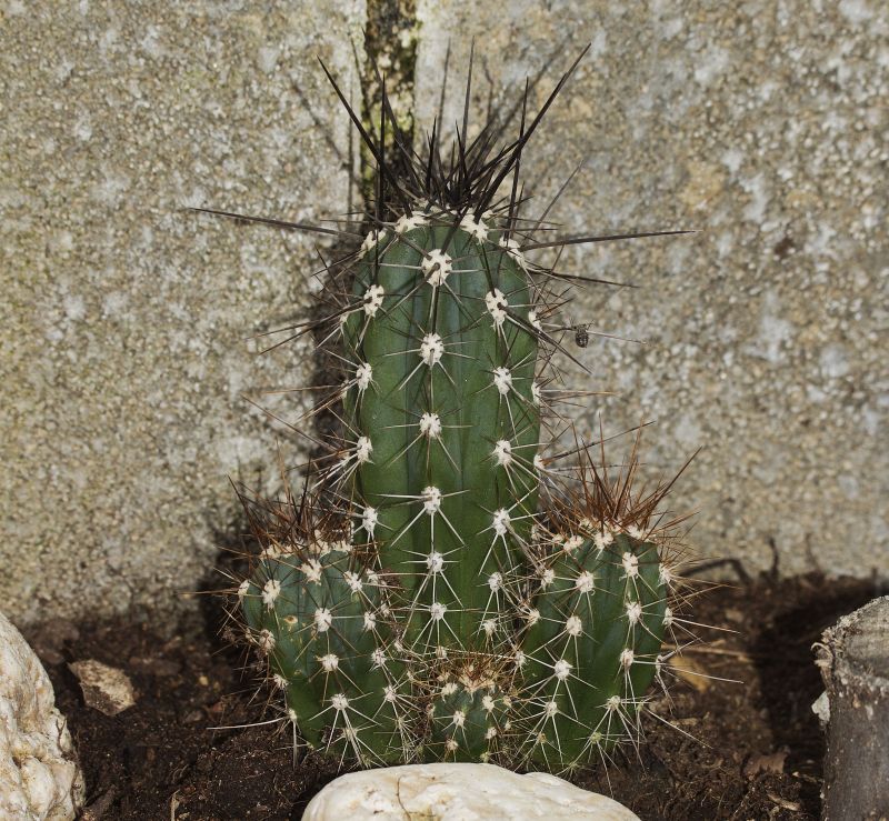 [Foto de planta, jardin, jardineria]