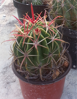 [Foto de planta, jardin, jardineria]
