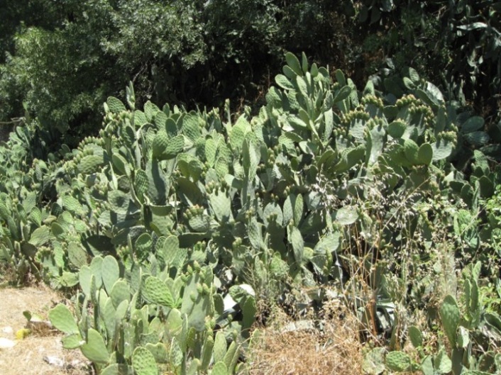 [Foto de planta, jardin, jardineria]