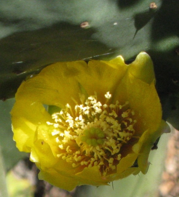 [Foto de planta, jardin, jardineria]