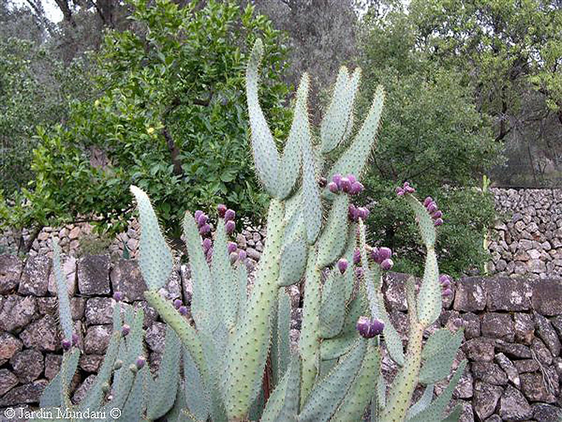 [Foto de planta, jardin, jardineria]