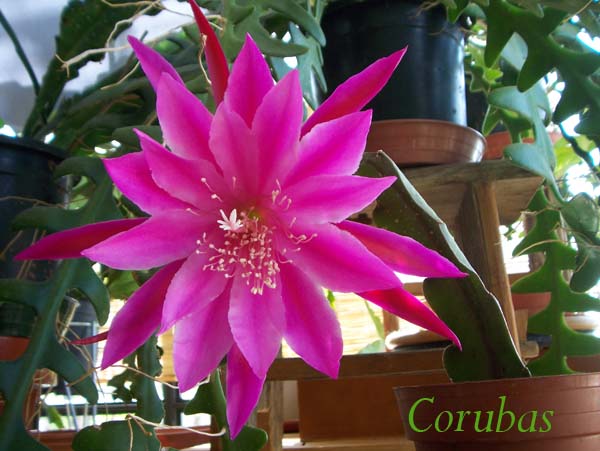 [Foto de planta, jardin, jardineria]