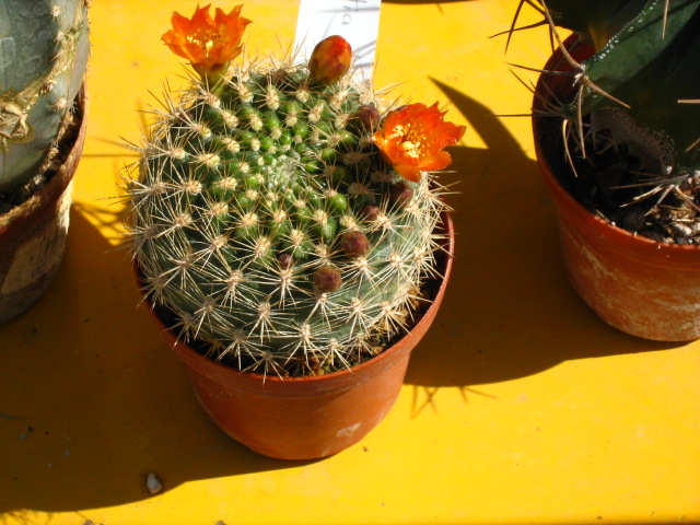 [Foto de planta, jardin, jardineria]