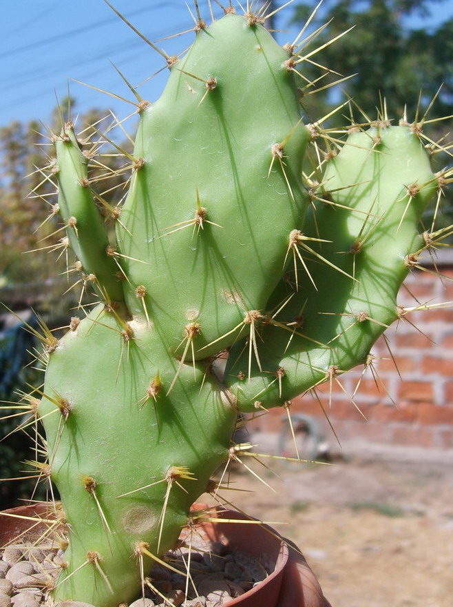 [Foto de planta, jardin, jardineria]