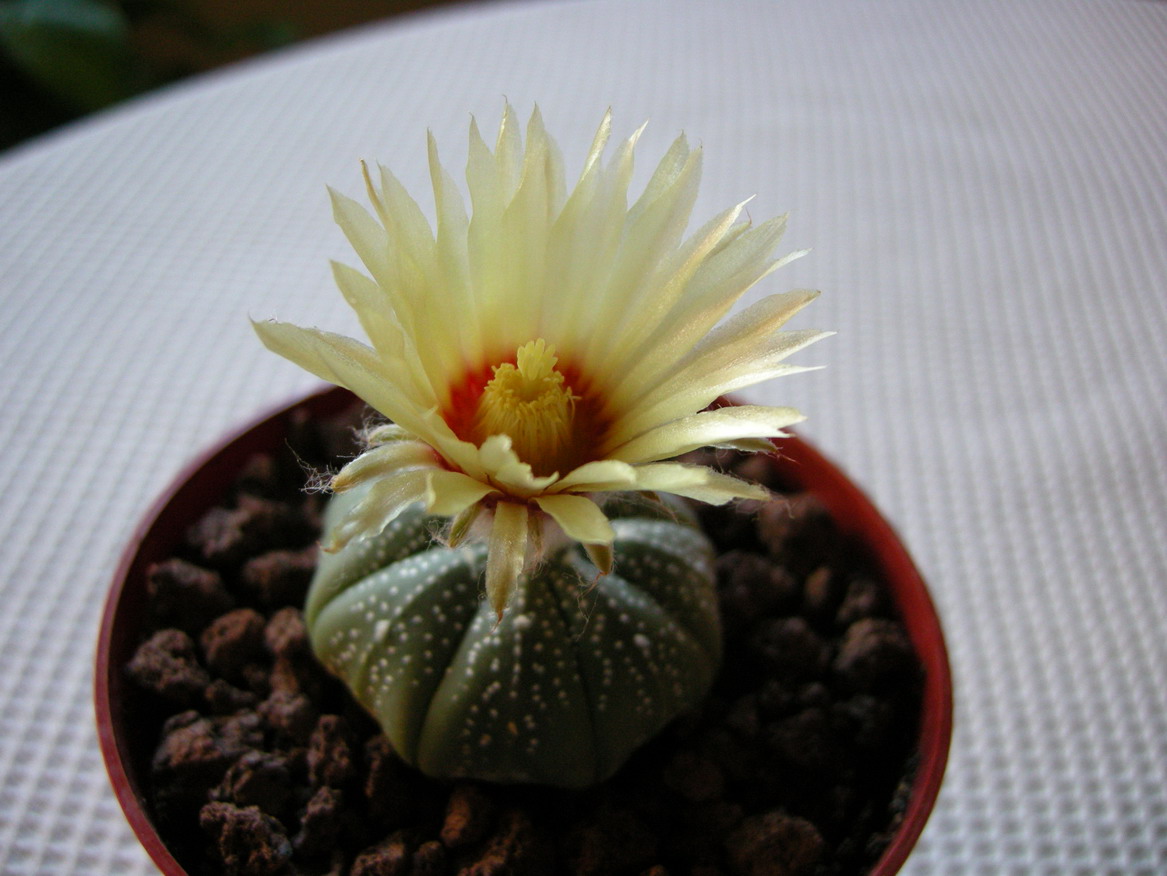 [Foto de planta, jardin, jardineria]