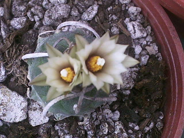 [Foto de planta, jardin, jardineria]
