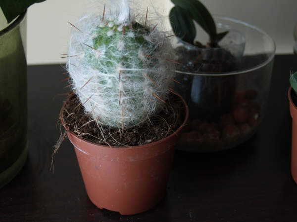 [Foto de planta, jardin, jardineria]