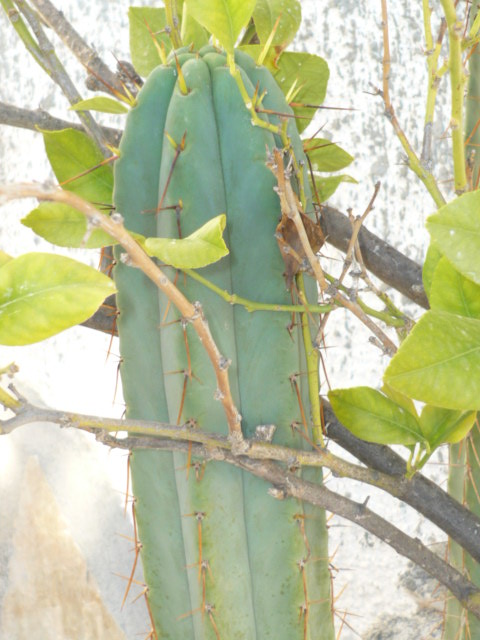 [Foto de planta, jardin, jardineria]