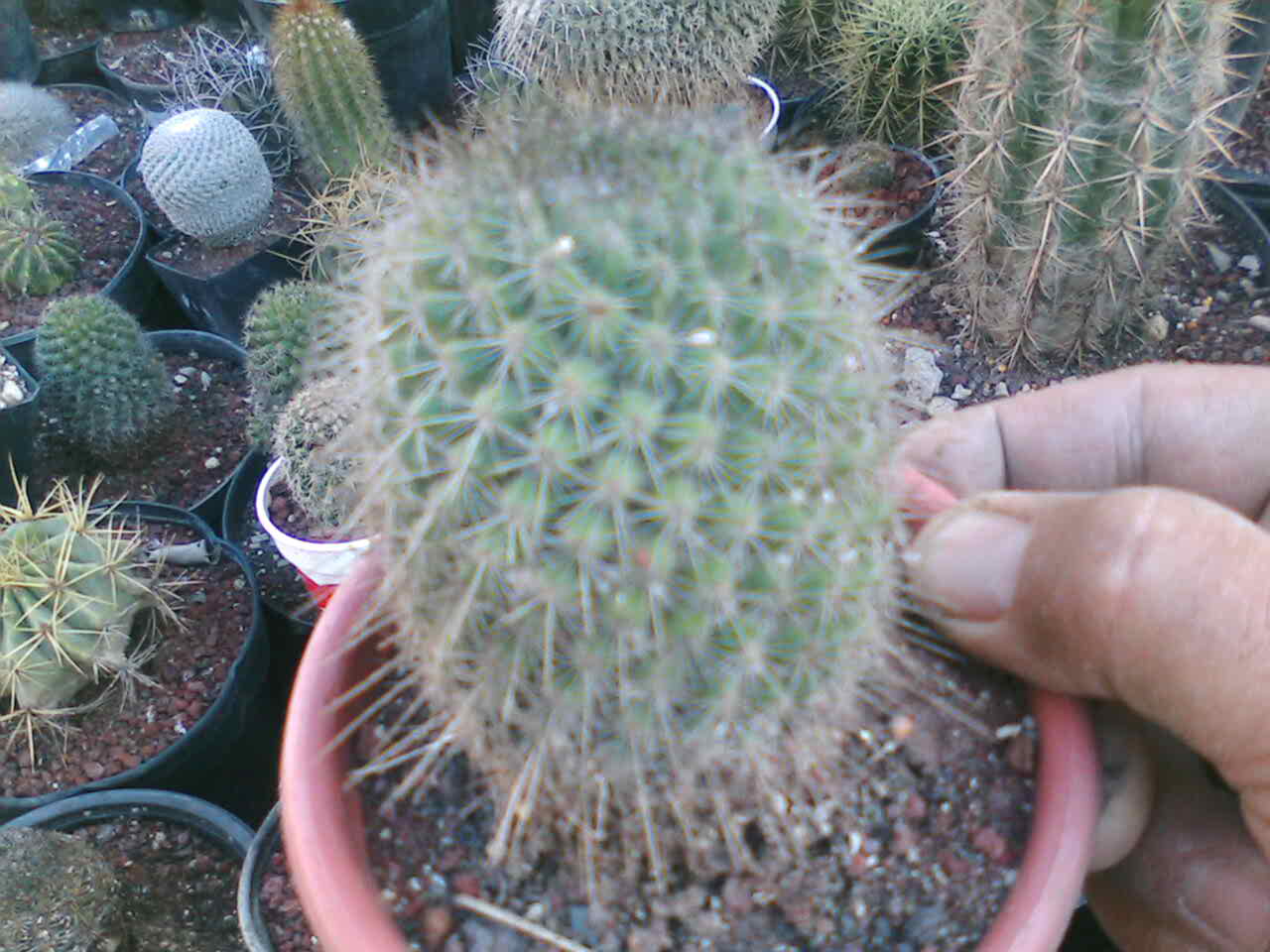 [Foto de planta, jardin, jardineria]